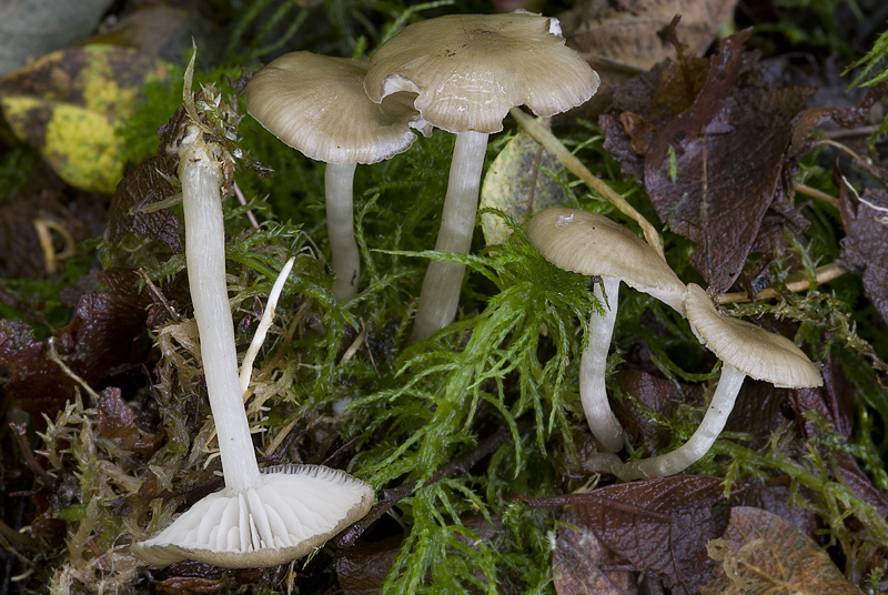 Entoloma bisporigerum